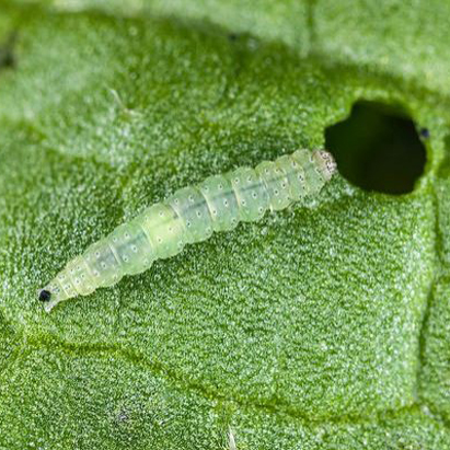 Diamond Backed Moth Caterpillar | Grosafe